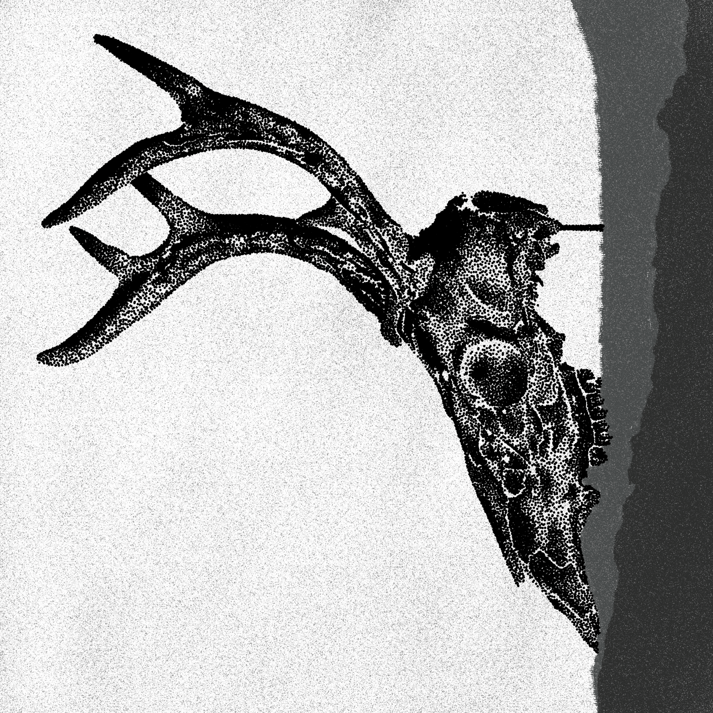 Deer Skull